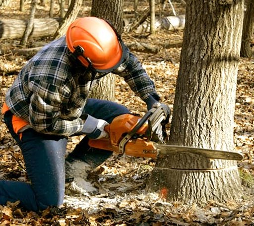 Tree Removal in Kingston, AR